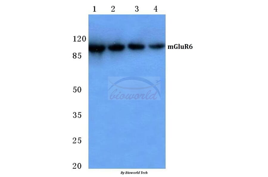 Anti-mGluR-6 (A865) Antibody from Bioworld Technology (BS1146) - Antibodies.com