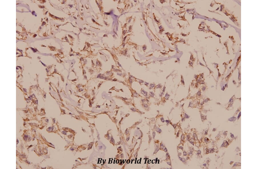 Anti-mGluR-6 (A865) Antibody from Bioworld Technology (BS1146) - Antibodies.com