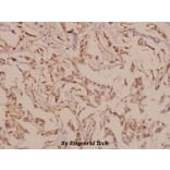 Anti-mGluR-6 (A865) Antibody from Bioworld Technology (BS1146) - Antibodies.com