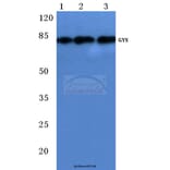Anti-GYS (P539) Antibody from Bioworld Technology (BS1151) - Antibodies.com