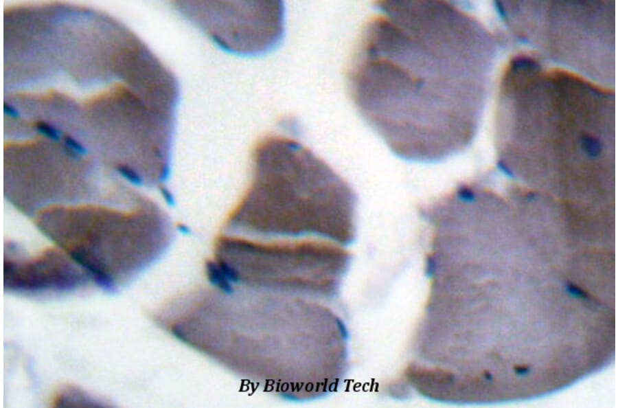 Anti-GYS (P539) Antibody from Bioworld Technology (BS1151) - Antibodies.com