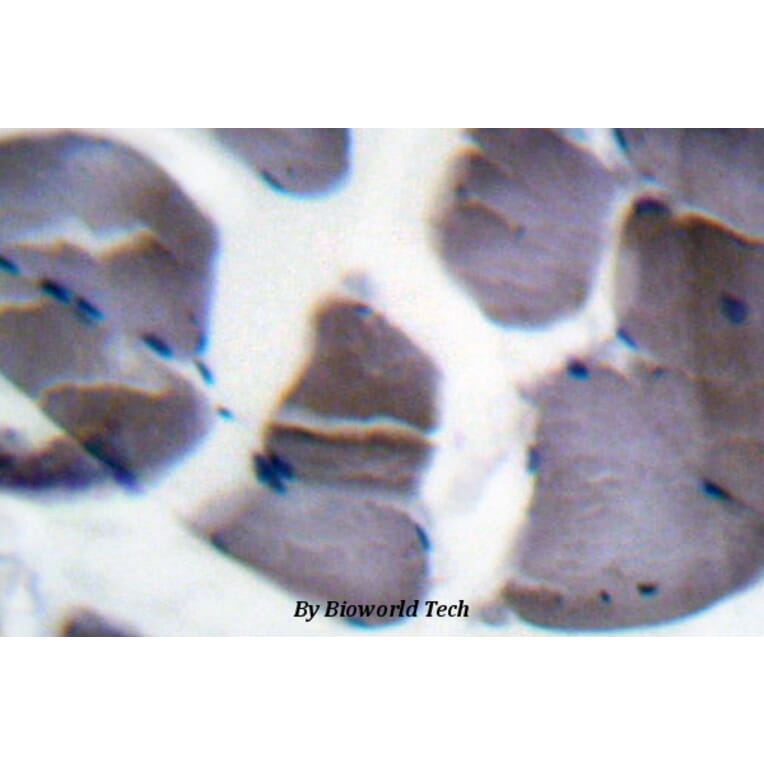 Anti-GYS (P539) Antibody from Bioworld Technology (BS1151) - Antibodies.com