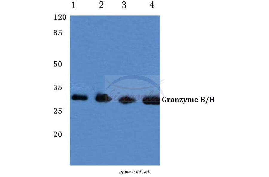 Anti-Granzyme B/H (E20) Antibody from Bioworld Technology (BS1152) - Antibodies.com