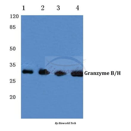 Anti-Granzyme B/H (E20) Antibody from Bioworld Technology (BS1152) - Antibodies.com