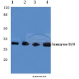 Anti-Granzyme B/H (E20) Antibody from Bioworld Technology (BS1152) - Antibodies.com