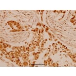 Anti-Granzyme B/H (E20) Antibody from Bioworld Technology (BS1152) - Antibodies.com