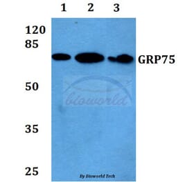 Anti-GRP75 (S664) Antibody from Bioworld Technology (BS1153) - Antibodies.com