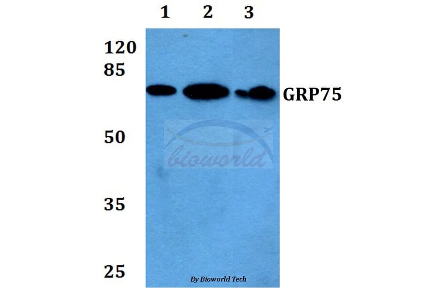 Anti-GRP75 (S664) Antibody from Bioworld Technology (BS1153) - Antibodies.com