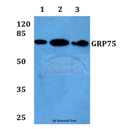 Anti-GRP75 (S664) Antibody from Bioworld Technology (BS1153) - Antibodies.com