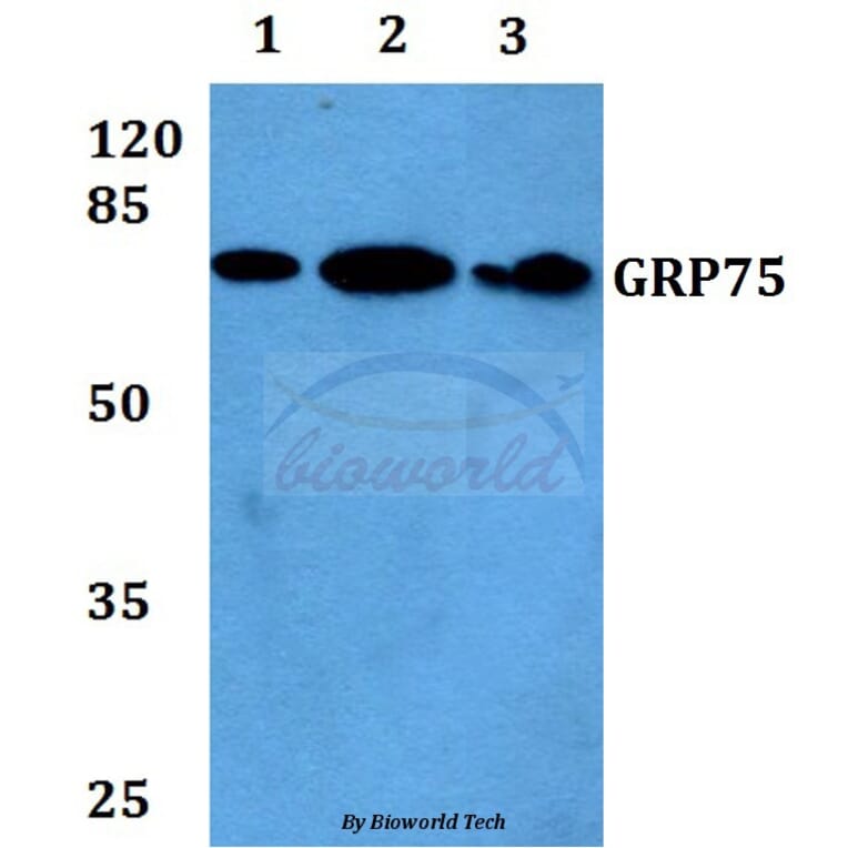Anti-GRP75 (S664) Antibody from Bioworld Technology (BS1153) - Antibodies.com