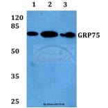 Anti-GRP75 (S664) Antibody from Bioworld Technology (BS1153) - Antibodies.com
