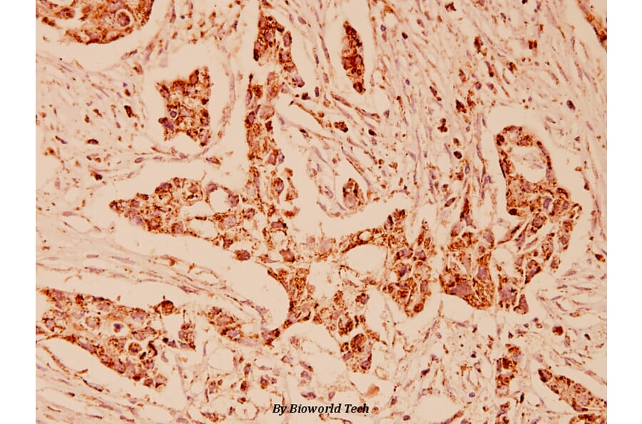 Anti-GRP75 (S664) Antibody from Bioworld Technology (BS1153) - Antibodies.com