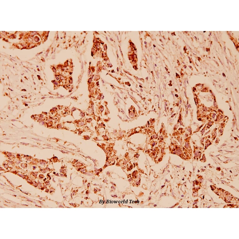 Anti-GRP75 (S664) Antibody from Bioworld Technology (BS1153) - Antibodies.com