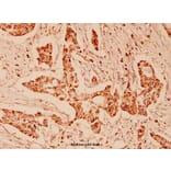 Anti-GRP75 (S664) Antibody from Bioworld Technology (BS1153) - Antibodies.com