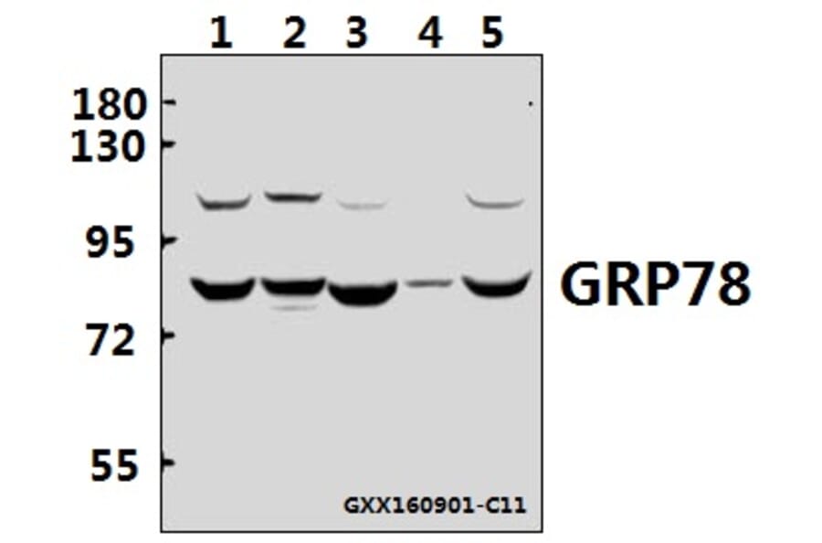 Anti-GRP78 (P641) Antibody from Bioworld Technology (BS1154) - Antibodies.com