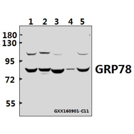 Anti-GRP78 (P641) Antibody from Bioworld Technology (BS1154) - Antibodies.com