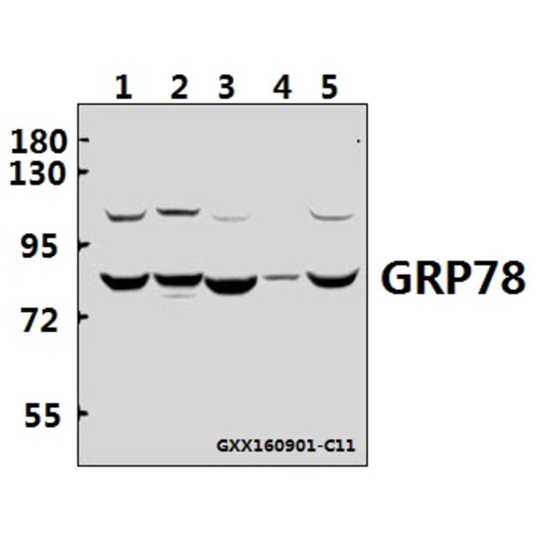 Anti-GRP78 (P641) Antibody from Bioworld Technology (BS1154) - Antibodies.com