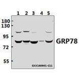 Anti-GRP78 (P641) Antibody from Bioworld Technology (BS1154) - Antibodies.com