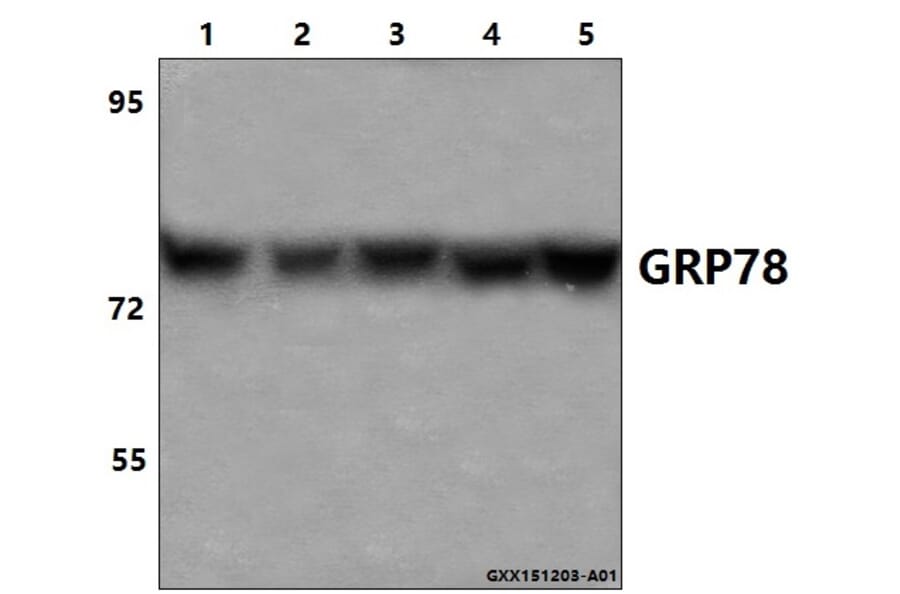 Anti-GRP78 (P641) Antibody from Bioworld Technology (BS1154) - Antibodies.com