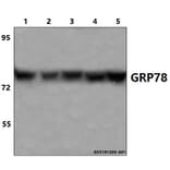 Anti-GRP78 (P641) Antibody from Bioworld Technology (BS1154) - Antibodies.com