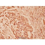 Anti-GRP78 (P641) Antibody from Bioworld Technology (BS1154) - Antibodies.com