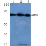 Anti-GRP78 (P641) Antibody from Bioworld Technology (BS1154) - Antibodies.com