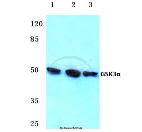 Anti-GSK3α (G15) Antibody from Bioworld Technology (BS1156) - Antibodies.com