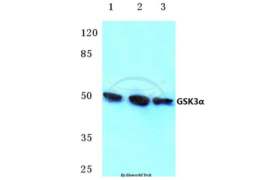 Anti-GSK3α (G15) Antibody from Bioworld Technology (BS1156) - Antibodies.com