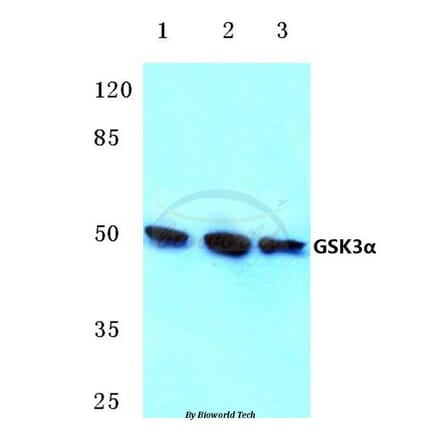 Anti-GSK3α (G15) Antibody from Bioworld Technology (BS1156) - Antibodies.com