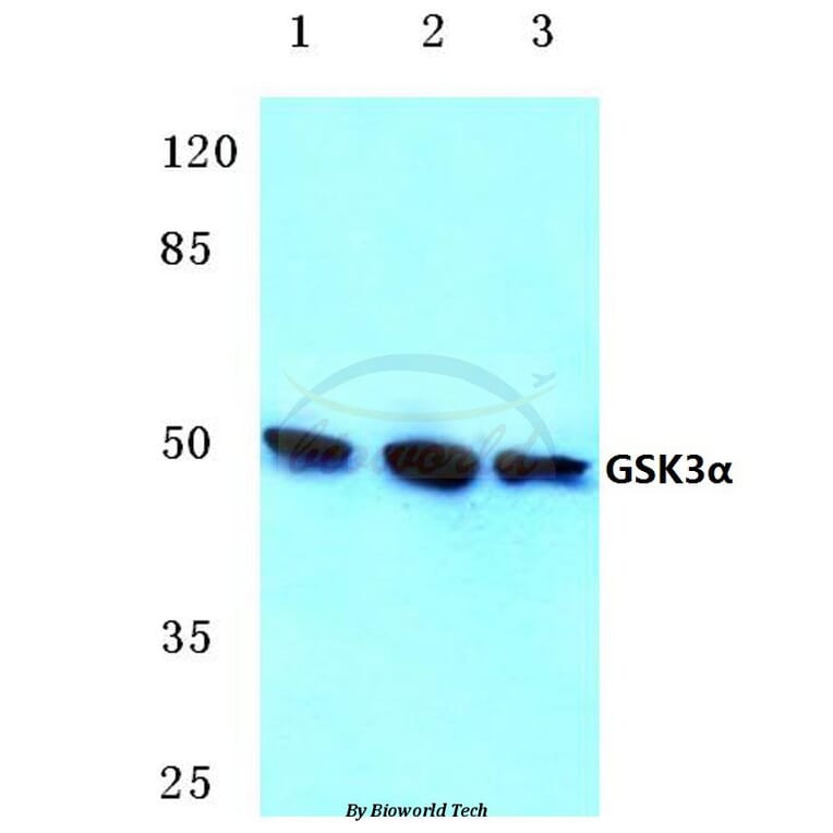 Anti-GSK3α (G15) Antibody from Bioworld Technology (BS1156) - Antibodies.com