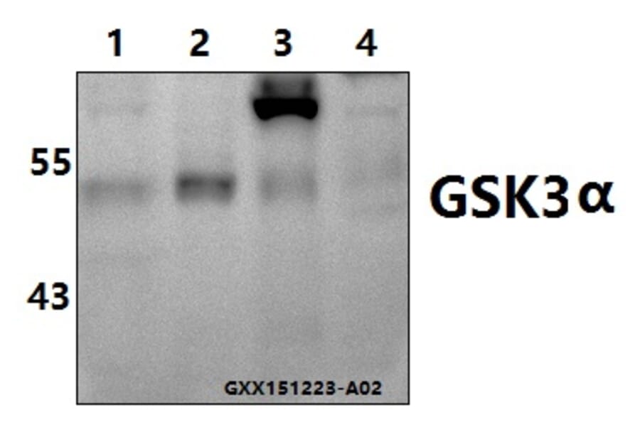 Anti-GSK3α (G15) Antibody from Bioworld Technology (BS1156) - Antibodies.com