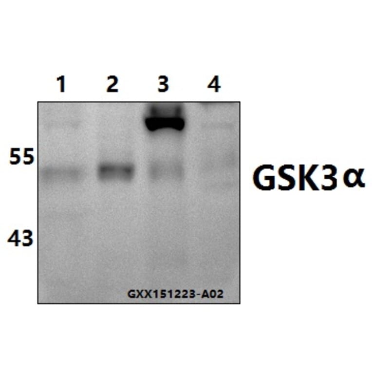Anti-GSK3α (G15) Antibody from Bioworld Technology (BS1156) - Antibodies.com