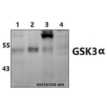 Anti-GSK3α (G15) Antibody from Bioworld Technology (BS1156) - Antibodies.com