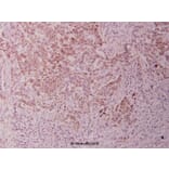 Anti-GSK3α (G15) Antibody from Bioworld Technology (BS1156) - Antibodies.com