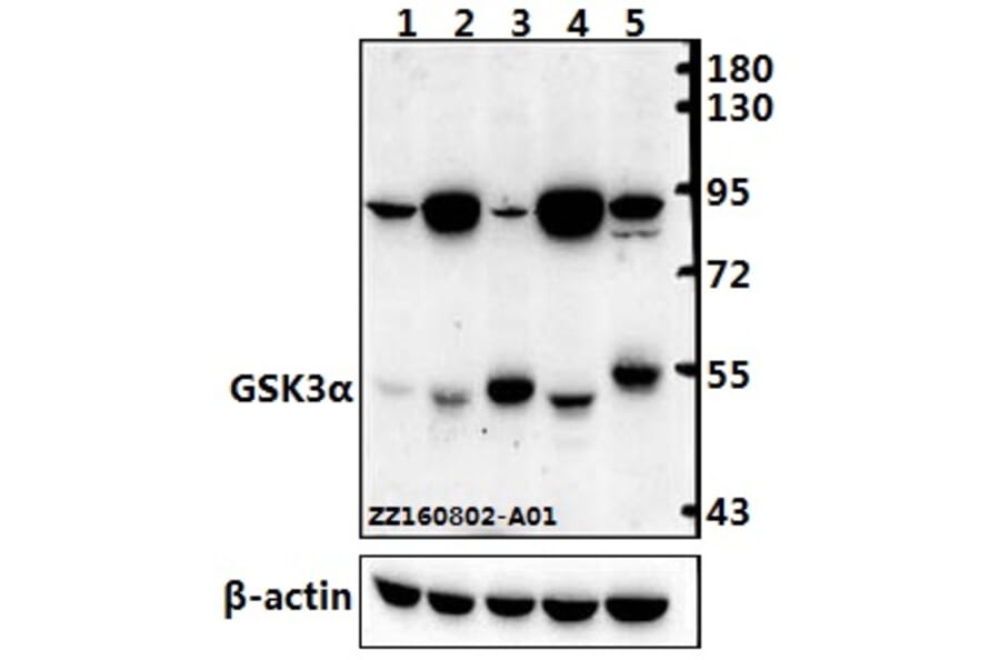 Anti-GSK3α (G15) Antibody from Bioworld Technology (BS1156) - Antibodies.com