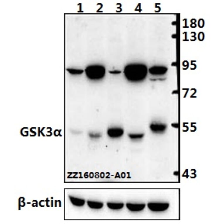 Anti-GSK3α (G15) Antibody from Bioworld Technology (BS1156) - Antibodies.com