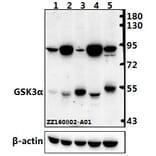 Anti-GSK3α (G15) Antibody from Bioworld Technology (BS1156) - Antibodies.com