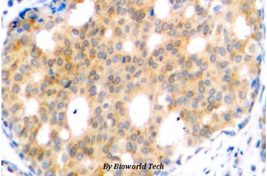 Anti-GSK3β (S13) Antibody from Bioworld Technology (BS1157) - Antibodies.com