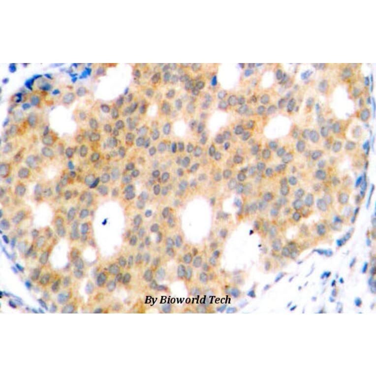 Anti-GSK3β (S13) Antibody from Bioworld Technology (BS1157) - Antibodies.com