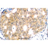 Anti-GSK3β (S13) Antibody from Bioworld Technology (BS1157) - Antibodies.com