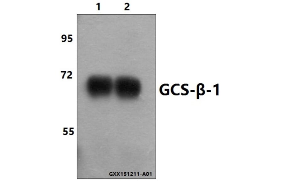 Anti-GCS-β-1 (V21) Antibody from Bioworld Technology (BS1158) - Antibodies.com