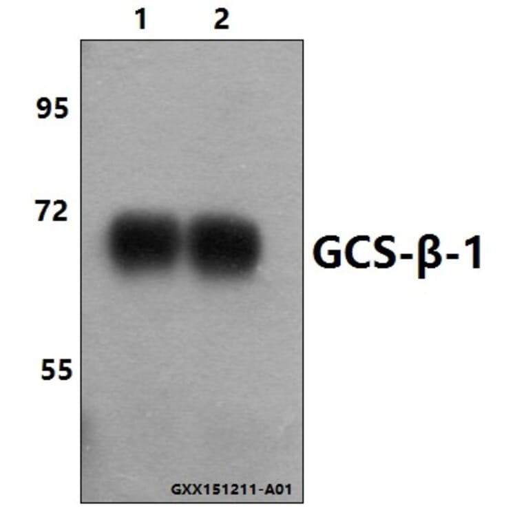 Anti-GCS-β-1 (V21) Antibody from Bioworld Technology (BS1158) - Antibodies.com