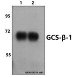 Anti-GCS-β-1 (V21) Antibody from Bioworld Technology (BS1158) - Antibodies.com