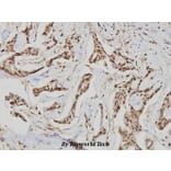 Anti-GCS-β-1 (V21) Antibody from Bioworld Technology (BS1158) - Antibodies.com