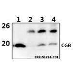Anti-CGB (D131) Antibody from Bioworld Technology (BS1159) - Antibodies.com