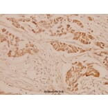 Anti-CGB (D131) Antibody from Bioworld Technology (BS1159) - Antibodies.com