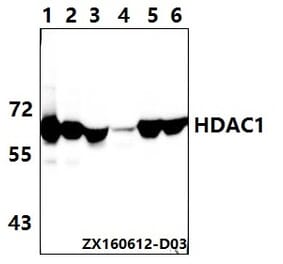 Anti-HDAC1 (E468) Antibody from Bioworld Technology (BS1160) - Antibodies.com