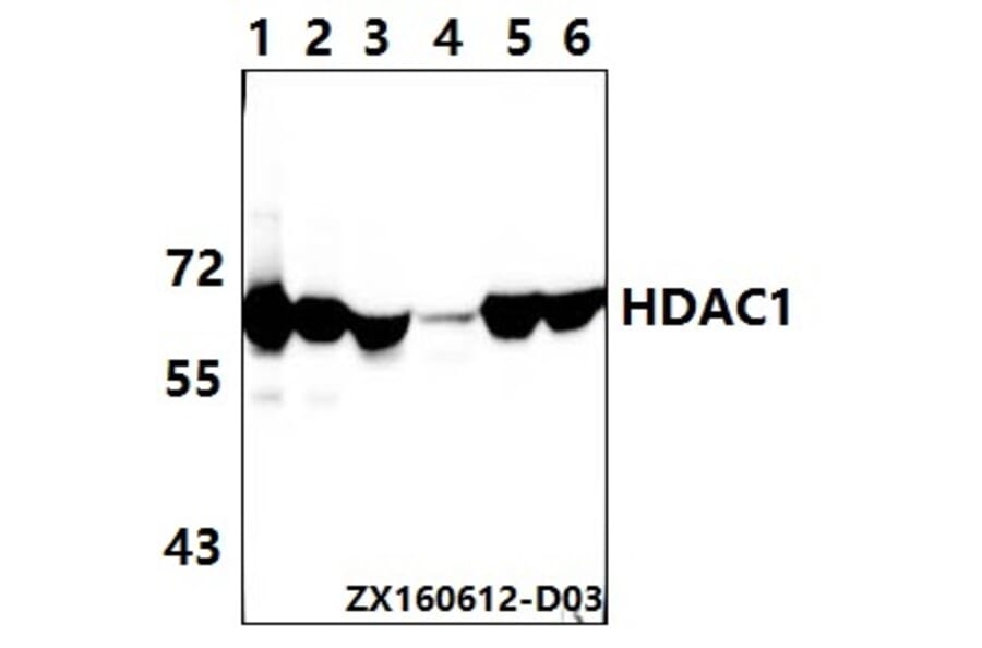Anti-HDAC1 (E468) Antibody from Bioworld Technology (BS1160) - Antibodies.com