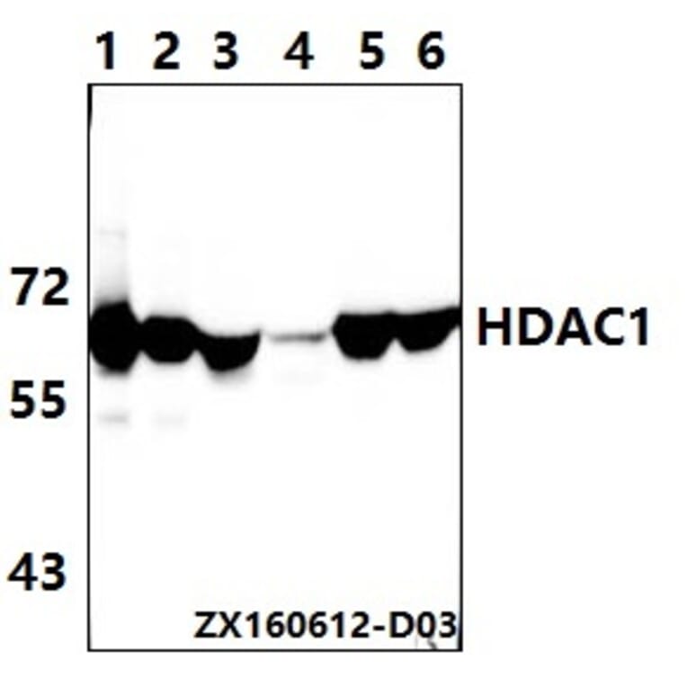 Anti-HDAC1 (E468) Antibody from Bioworld Technology (BS1160) - Antibodies.com