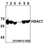 Anti-HDAC1 (E468) Antibody from Bioworld Technology (BS1160) - Antibodies.com